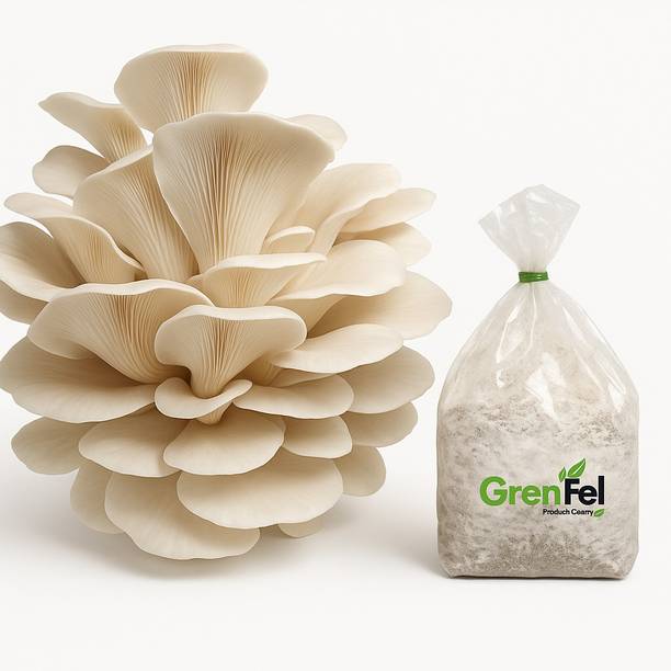 grenfel Oyster Mushroom Spawn (415g) | Grow Your Own Organic Gourmet Mushrooms at Home Seed