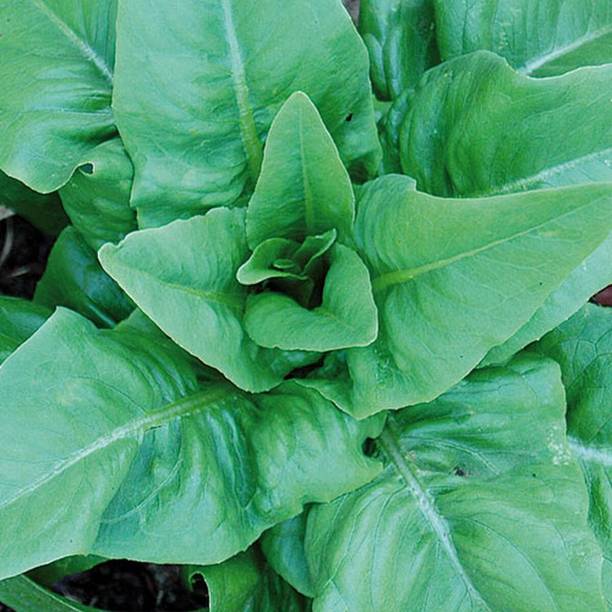 VibeX Amish Deer Tongue Lettuce (Organic) Seed