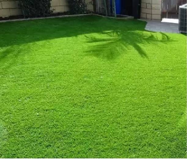 BHUSAN Lawn grass seeds for garden, Carpet grass seeds, lawn grass seeds Seed