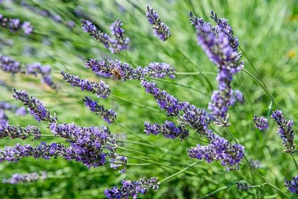 MOOFGA Herb Seeds For Planting - Rare Lavender Seed