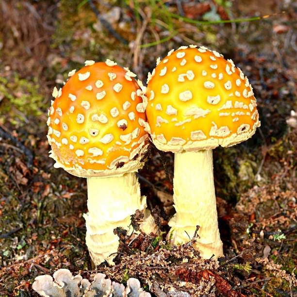Mozette Organic mushroom herb Seed