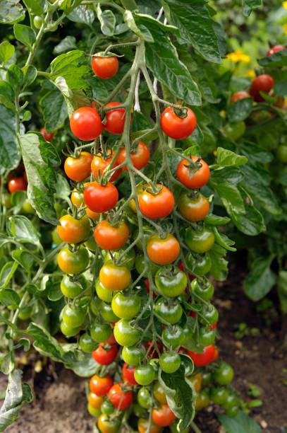Mahyco tomato Seed
