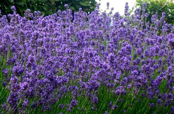 MOOFGA Herb Seeds For Planting - Rare Lavender Seed