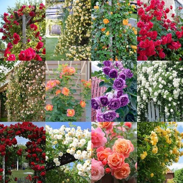 सेमगोल क्लाइम्बिंग रोज़ बीज