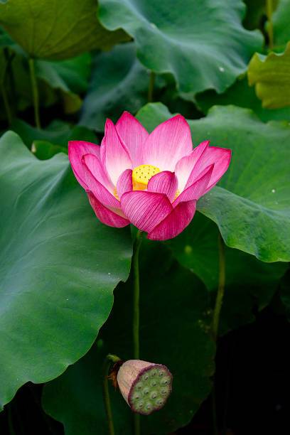 MAA lotus,kamal seeds Seed