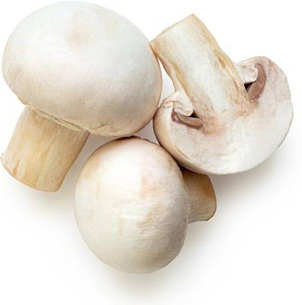 XOLDA Organic mushroom herb Seed