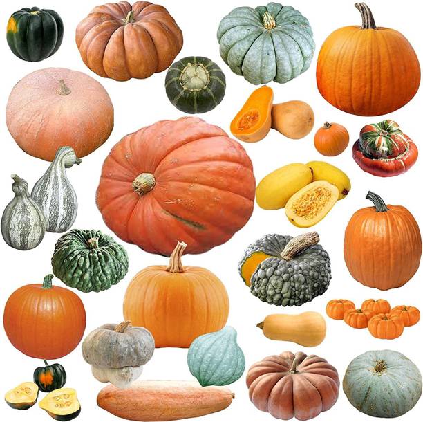 VibeX ® VLR-297 Mixed Pumpkin and Winter Squash Seed