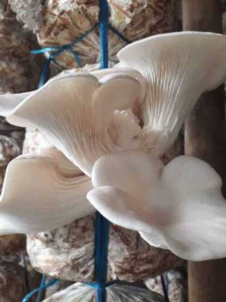 Dutta Oyster Mushroom Spawn 200g Buy 1 Get 1 Free | Easy Home Growing Seed