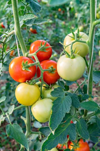 jenric tomato Seed