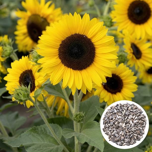 PlantifyNursery Sunflower, Sunflower Seeds, Surajmukhi, Surajmukhi Seeds, High germination Seed