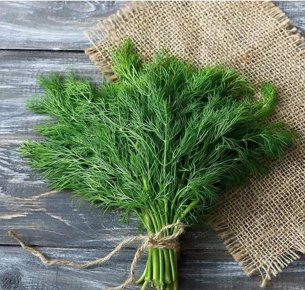VibeX XL-29 - Mushroom's Dill Non GMO - (250 Seeds) Seed