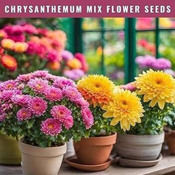 GLOROV Mixed Chrysanthemum Flower Seeds Seed