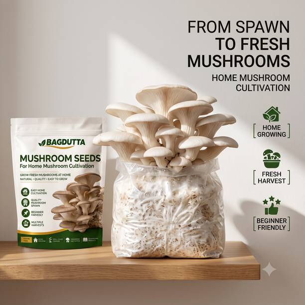 BAGDUTTA White Oyster Mushroom Spawn | Mushroom Seeds for Home Growing Seed