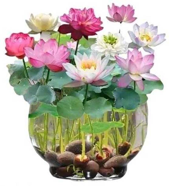 SEMINA VITA mini lotus seeds Seed