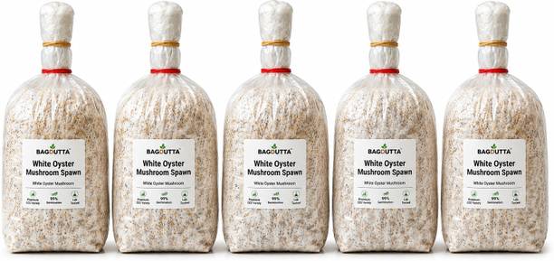 BAGDUTTA Oyster Mushroom Spawn | Premium Mushroom Seeds | High Yield Cultivation Seed