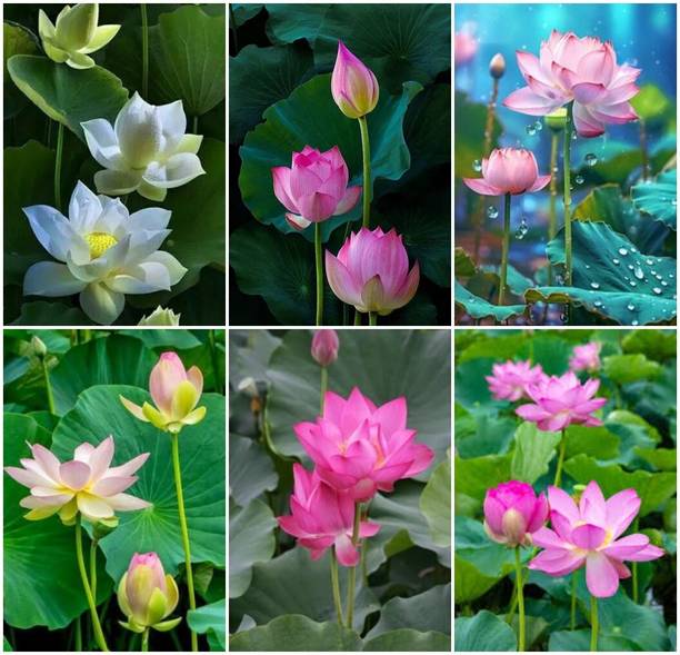 Arshiayat lotus seeds for home flower Seed