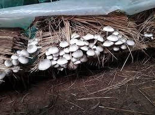 chiku Mushroom Seed Seed