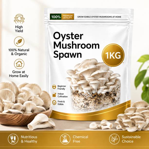 ITU Oyster Mushroom Spawn |, Easy Grow |, Fresh & Edible |, Grow Spawn Pack Seed