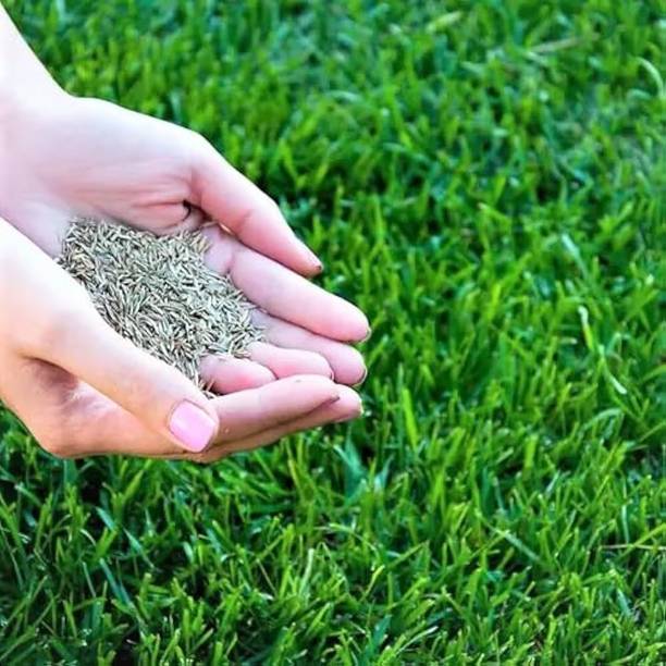 EcoFusion lawn grass seeds Seed