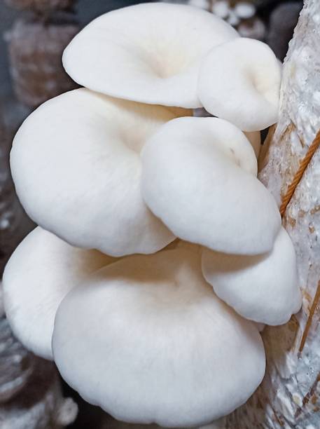 RADHAagro Mushroom Seed Seed