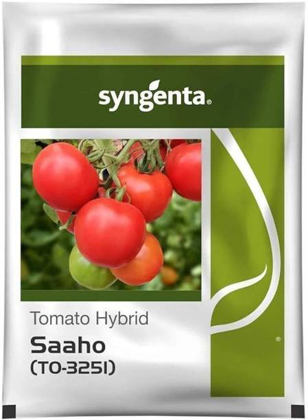 syngenta Tomato Seeds, syngenta Tomato Seeds, hybrid Tomato Seeds Seed