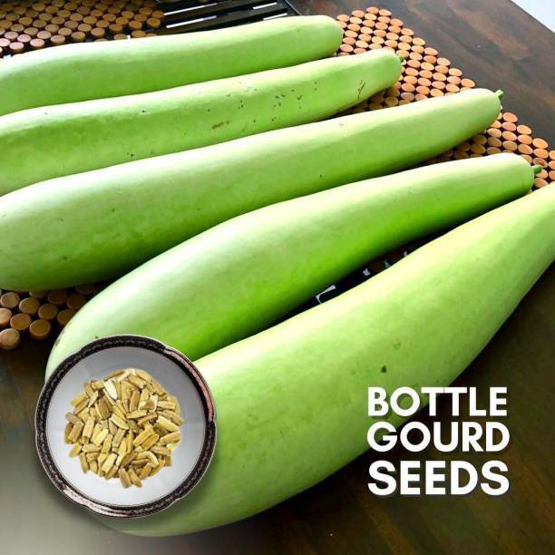shyam traders bottel gurd loki seeds Seed