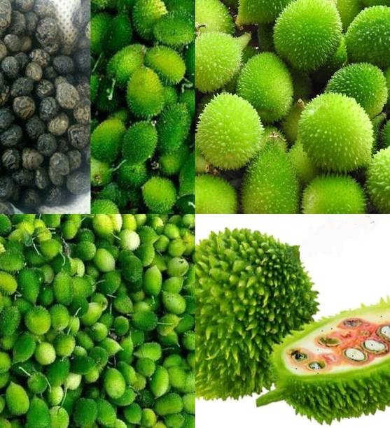 ibains Kantola seeds beez 5 Seed