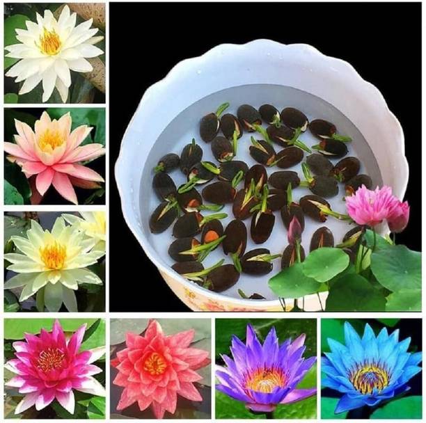 god shiva lotus seeds Seed