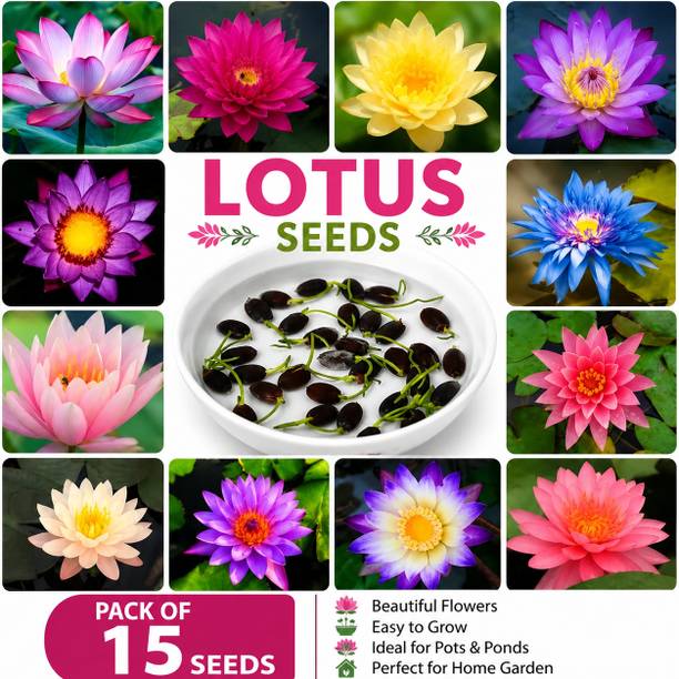 MEESHUHOME Lotus Flower, Sacred Lotus, Indian Lotus Seed