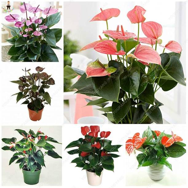 MOONQULTY Anthurium Mix Colour Flower 45 Seed