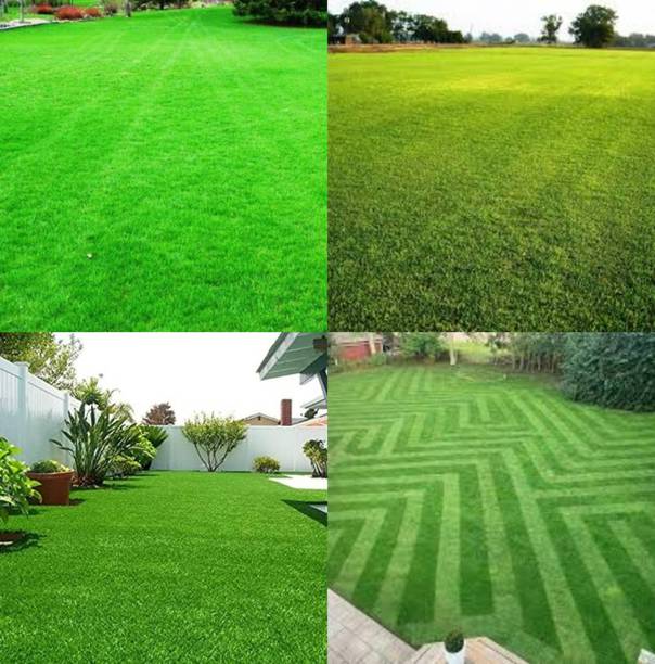 ibains Lawn grass seeds for garden pack of 15500 Seed
