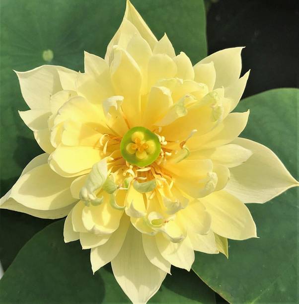 Seedsqlty Yellow lotus seeds, high germination (6 seeds) Seed