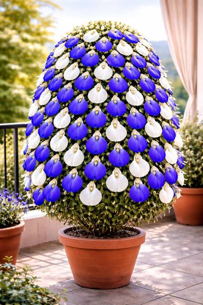 SeedsVally Aparajitha flower seeds Seed (25 per packet) Seed