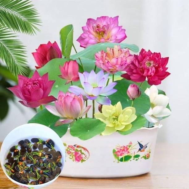 LIFELEX Original Lotus Seed