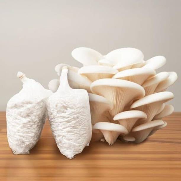 Lokhnath Enterprise Oyester Mushroom Spawn Seed