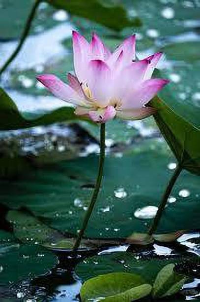 CARIBBEAN LOTUS SEEDS Seed
