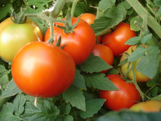 Sitrus Tomato Seed