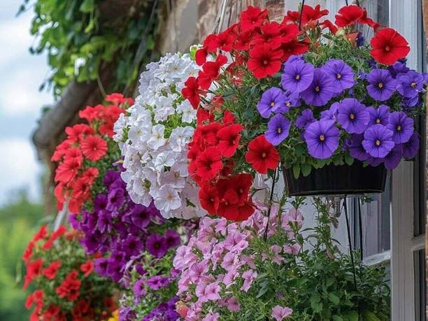 LIFELEX Petunia mix color flower seeds for home gardening 100 % germinate Seed