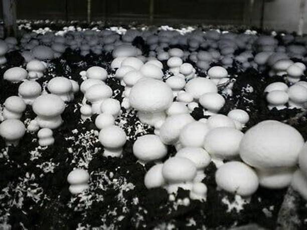 GREENSEA White Oyster Mushroom Seed
