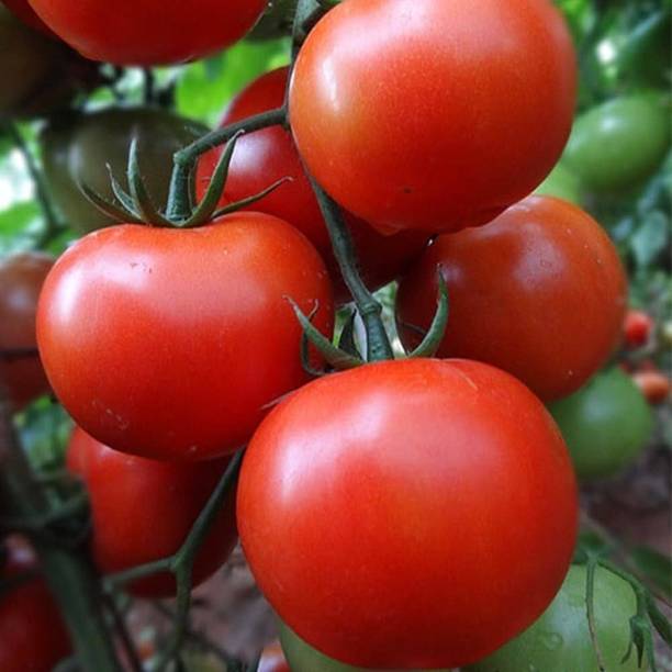 ARIAANAM Hybrid Tomato seeds forn home plant Seed