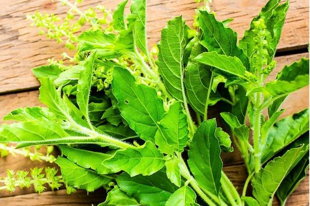 SUNWAN Holy Basil Seeds, Holt basil Herb Plant Seed