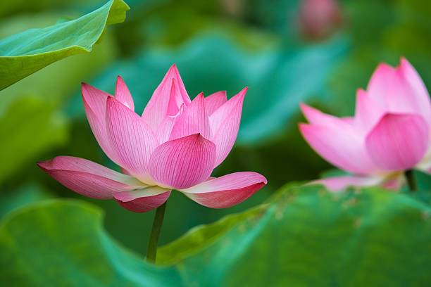 SEATERN Lotus Seed