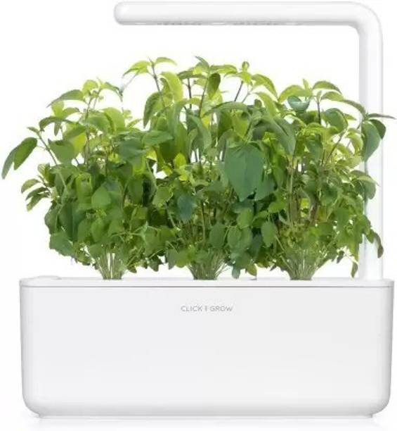 Aro Holy Basil, Tulsi, Tulasi Seed