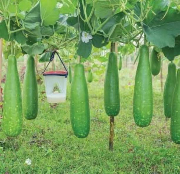 Lomba bau bij Loki Seed