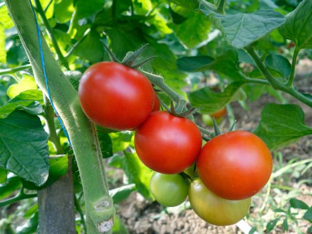 syngenta tomato Seed
