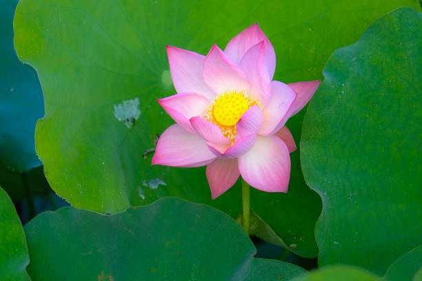 FarmCare Lotus Seed