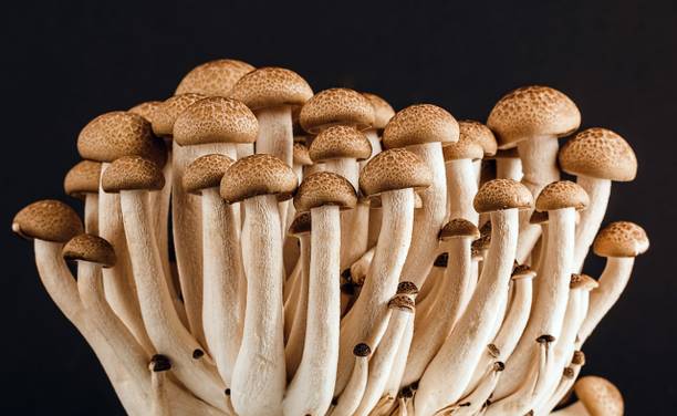 Mozette Mushroom herbs Seed