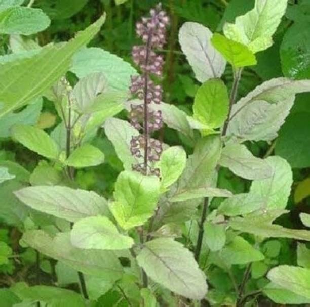 SeedSutra Tulsi Seed,Holy Basil,Tulsi Beej,Munjori Seed