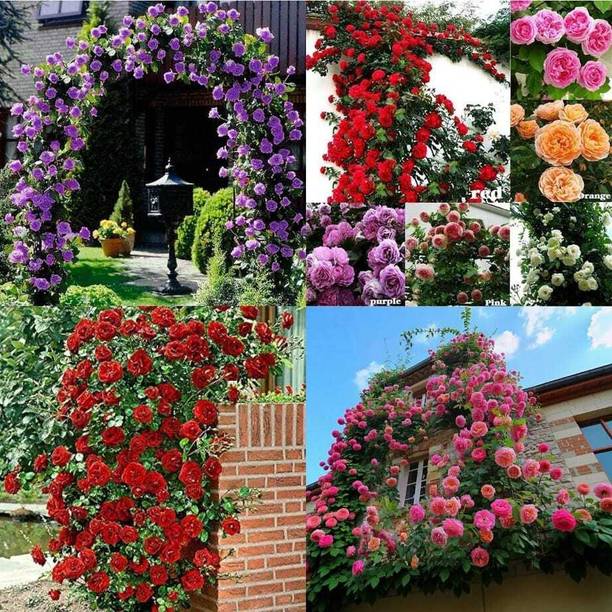 SEMINA VITA hybrid red climbing roses flower plant seeds Seed