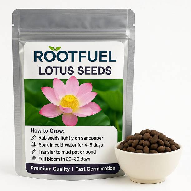 Happy Bazaar RootFuel 100pc Bonsai Lotus Flower Seeds for Home, Kamal & Night bowl Lotus flower Seed